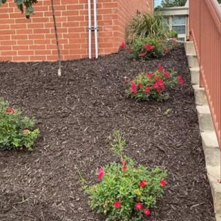A neatly landscaped garden with red flowers and fresh mulch next to a brick wall.