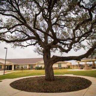 A large, sprawling tree stands in the center of a courtyard surrounded by a building.