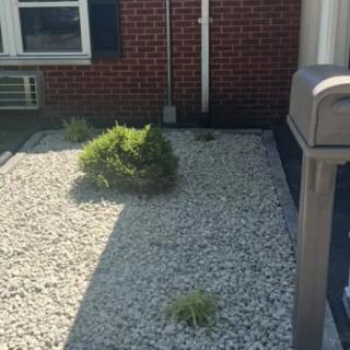 A small garden area with gravel, featuring a few plants and bushes next to a building.