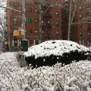 A snowy scene in an urban setting with covered bushes and apartment buildings in the background.
