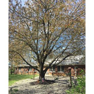 A large tree stands in a sunny garden, with a house in the background.