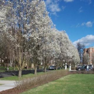 A row of blossoming trees in a park under a clear blue sky.