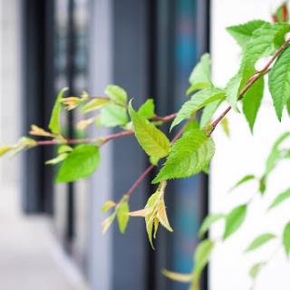 A close-up of vibrant green leaves on a branch, showcasing fresh growth.