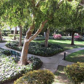 A tranquil garden with lush greenery and winding pathways.