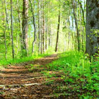A serene forest path surrounded by lush greenery.