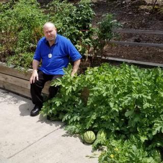 A person sitting next to a garden with lush plants and watermelons.