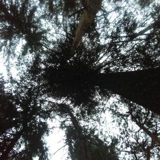Looking up through the towering trees in a serene forest.