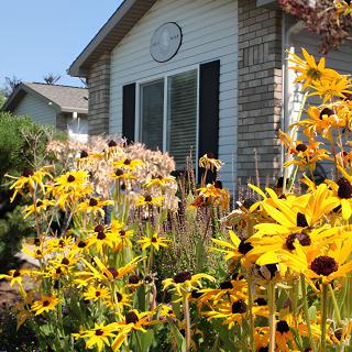 A vibrant garden with bright yellow flowers in front of a house on a sunny day.