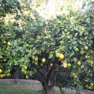 A lush citrus tree laden with ripe fruit in a garden setting.