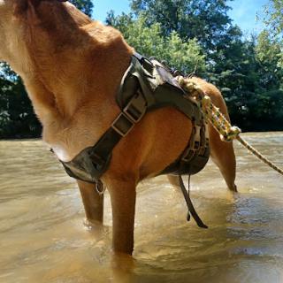 A dog enjoying a cool day in the water while wearing a harness.