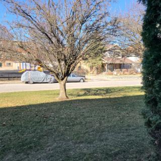 A sunny day in the neighborhood featuring a tree and a parked car.