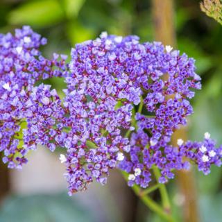 A cluster of vibrant purple flowers in full bloom.
