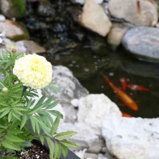 A serene garden scene featuring a blooming flower near a pond with koi fish swimming among surrounding rocks.