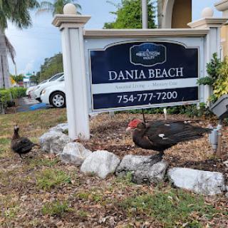Ducks near a sign for Dania Beach, showcasing the blend of urban life and wildlife.