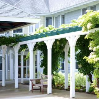 A white pergola with lush green vines growing over it, positioned in front of a building, and accompanied by a wooden bench.