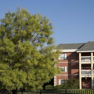 A residential apartment building with a tree in the foreground under a clear blue sky.