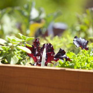 A vibrant garden bed filled with a variety of fresh lettuce and greens.