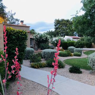 A well-maintained garden with a winding pathway, adorned by desert plants in bloom.
