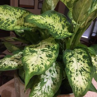 A lush green houseplant with variegated leaves.