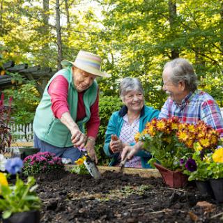 Three seniors enjoying a day of gardening together, planting colorful flowers in a sunlit garden.