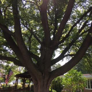 A majestic tree basking in the sunlight, showcasing its expansive branches and lush foliage.