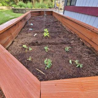 Newly planted garden bed with small seedlings in a wooden frame.