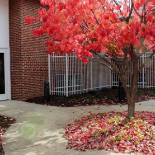 A vibrant red tree surrounded by fallen leaves, adding a splash of color to the serene outdoor setting.