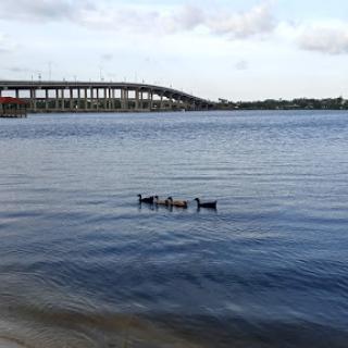 Ducks swimming peacefully in the river beneath a bridge.