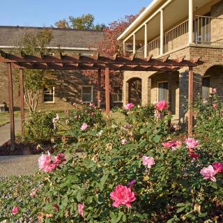 A serene garden with blooming pink roses and a wooden pergola near a building.