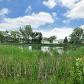 A serene pond surrounded by reeds and trees under a partly cloudy sky.