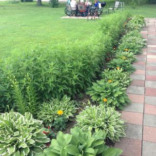 A well-maintained garden with lush greenery and a paved pathway.