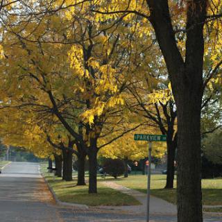 A serene autumn scene featuring trees with vibrant yellow leaves lining a quiet street.
