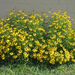 A vibrant garden with a dense cluster of yellow flowers.