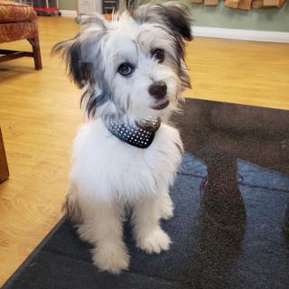 A cute black and white puppy sitting indoors with a stylish collar.