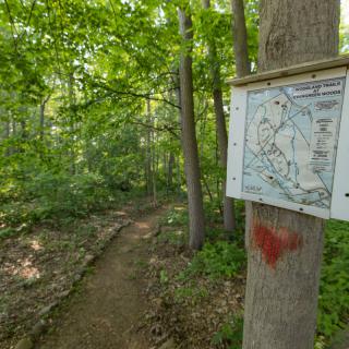 A forest hiking trail with a map sign on a tree.