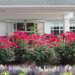 A beautiful garden with vibrant red roses in front of a house window.
