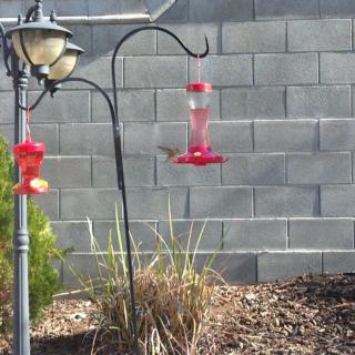 A hummingbird hovers near a bird feeder in a garden setting.