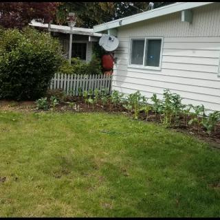 A backyard garden with a small lawn in front of a house.