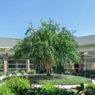A lush tree stands at the center of a courtyard surrounded by a building under a clear blue sky.