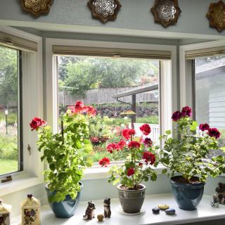 A bright window sill adorned with vibrant geraniums and decorative elements, overlooking a lush garden.
