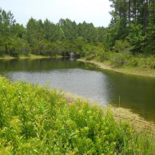 A serene pond surrounded by lush greenery and trees, reflecting a peaceful natural landscape.