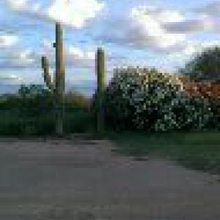 A scenic view of cacti and bushes under a cloudy sky.
