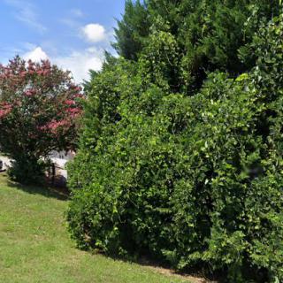 A lush, green landscape with dense bushes and trees under a clear blue sky.