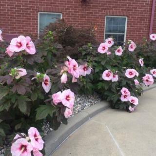 A garden with pink flowers blooming alongside a brick building and sidewalk.