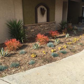 A xeriscaped garden featuring succulents and desert plants by a walkway.
