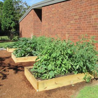 Raised garden beds with lush green plants beside a brick wall.