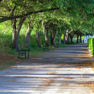 A peaceful park pathway shaded by trees, with benches lining the trail.