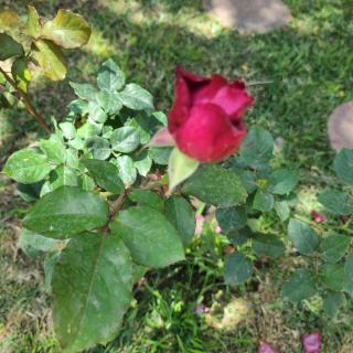 A vibrant red rosebud surrounded by green leaves in a garden setting.