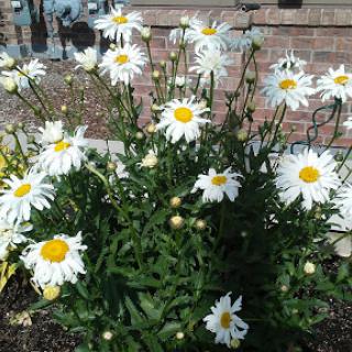 A vibrant cluster of daisies blooming in a sunny garden.