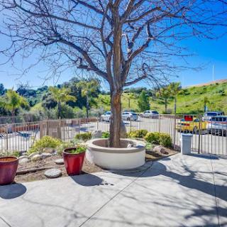 A serene outdoor space featuring a bare tree and colorful potted plants under a clear blue sky.